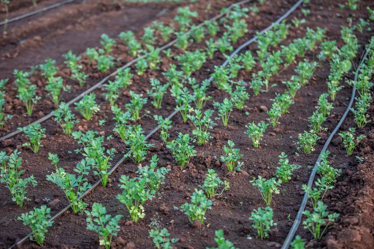 Black drip irrigation lines running across freshly planted garden beds in a UAE villa garden