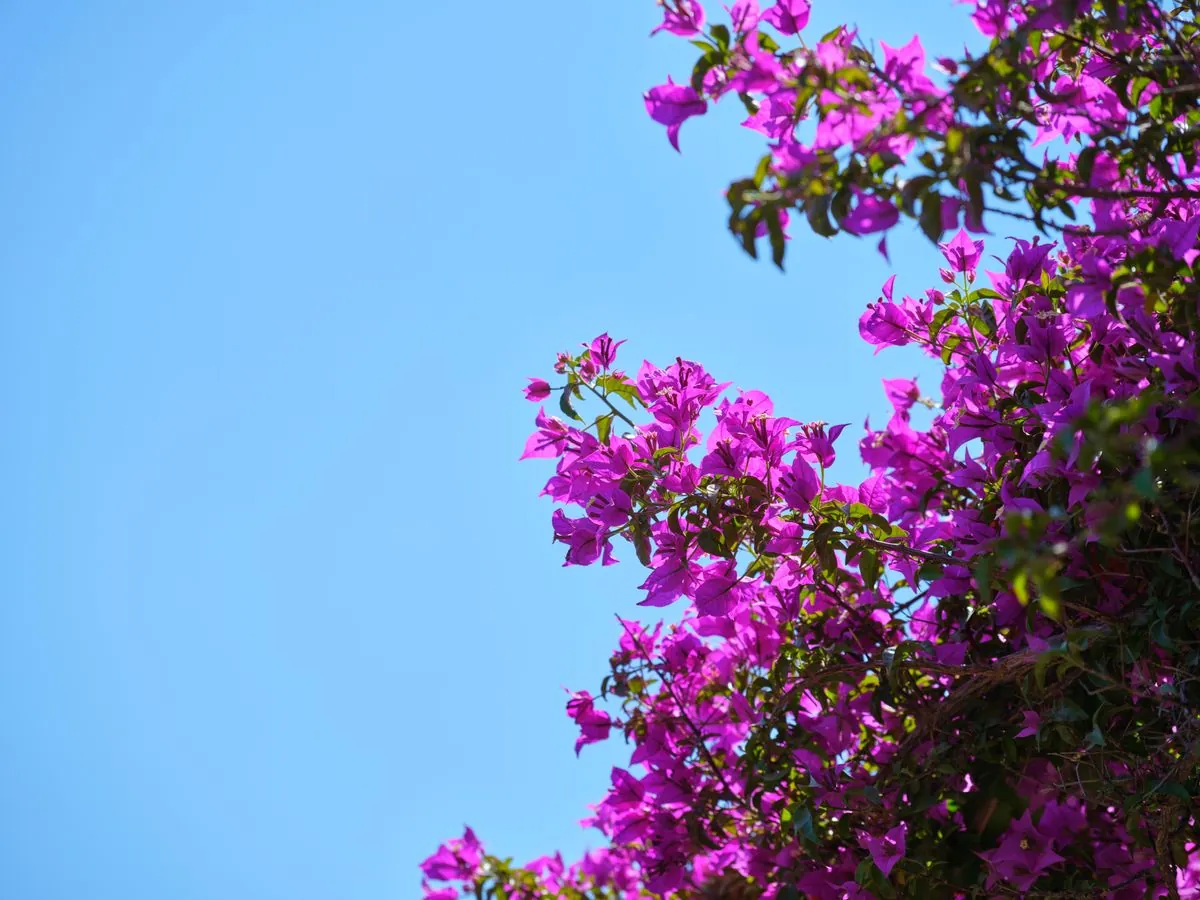Bougainvillea in full magenta bloom against a clear blue UAE sky