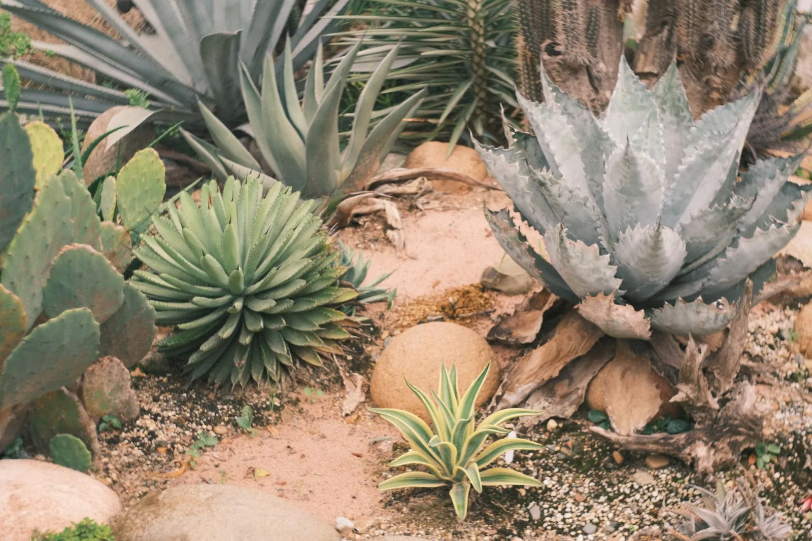 Desert garden bed planted with agave and aloe among gravel mulch under bright UAE sunlight