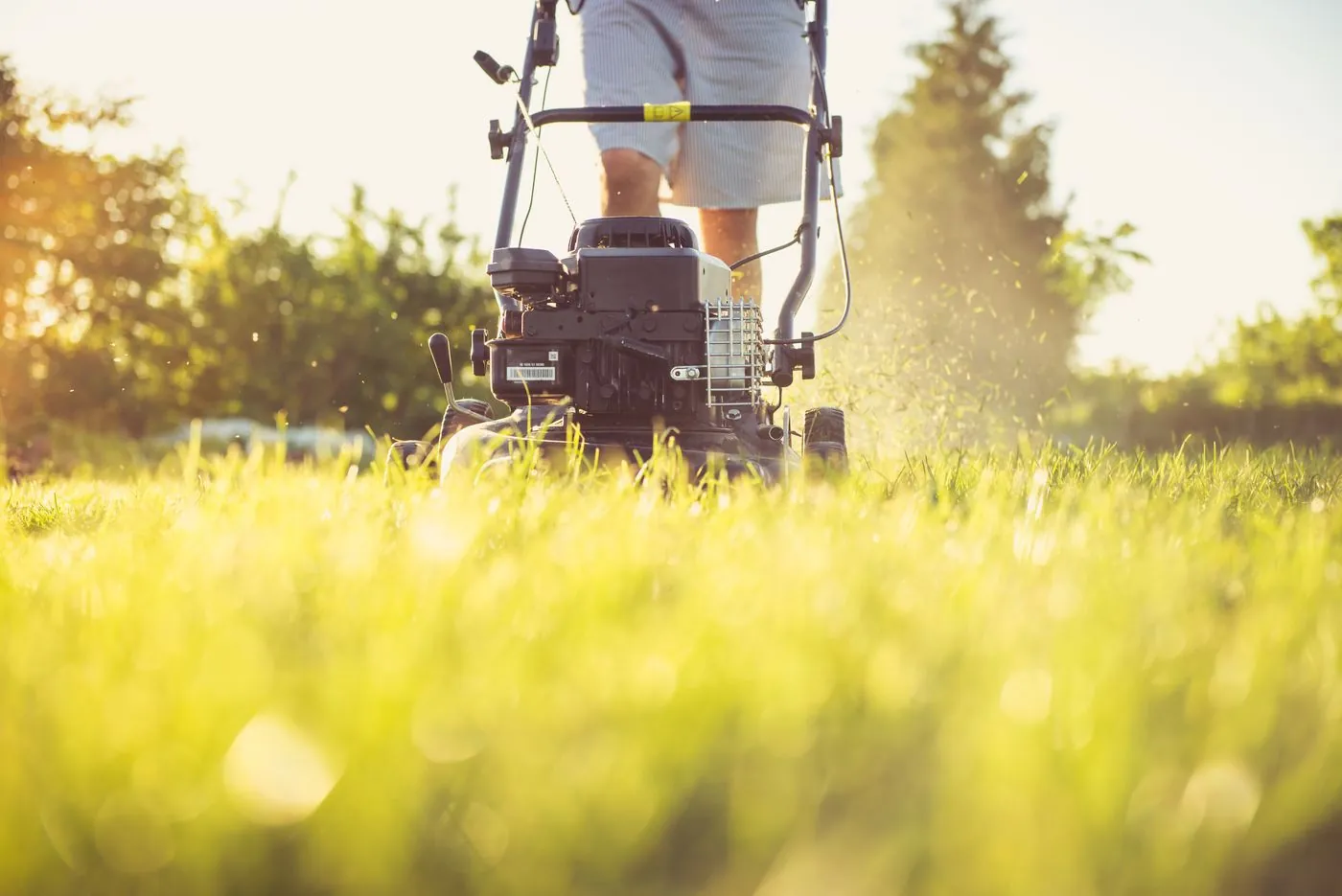 Close-up of a lawn mower cutting thick Paspalum turf in a Sharjah villa garden