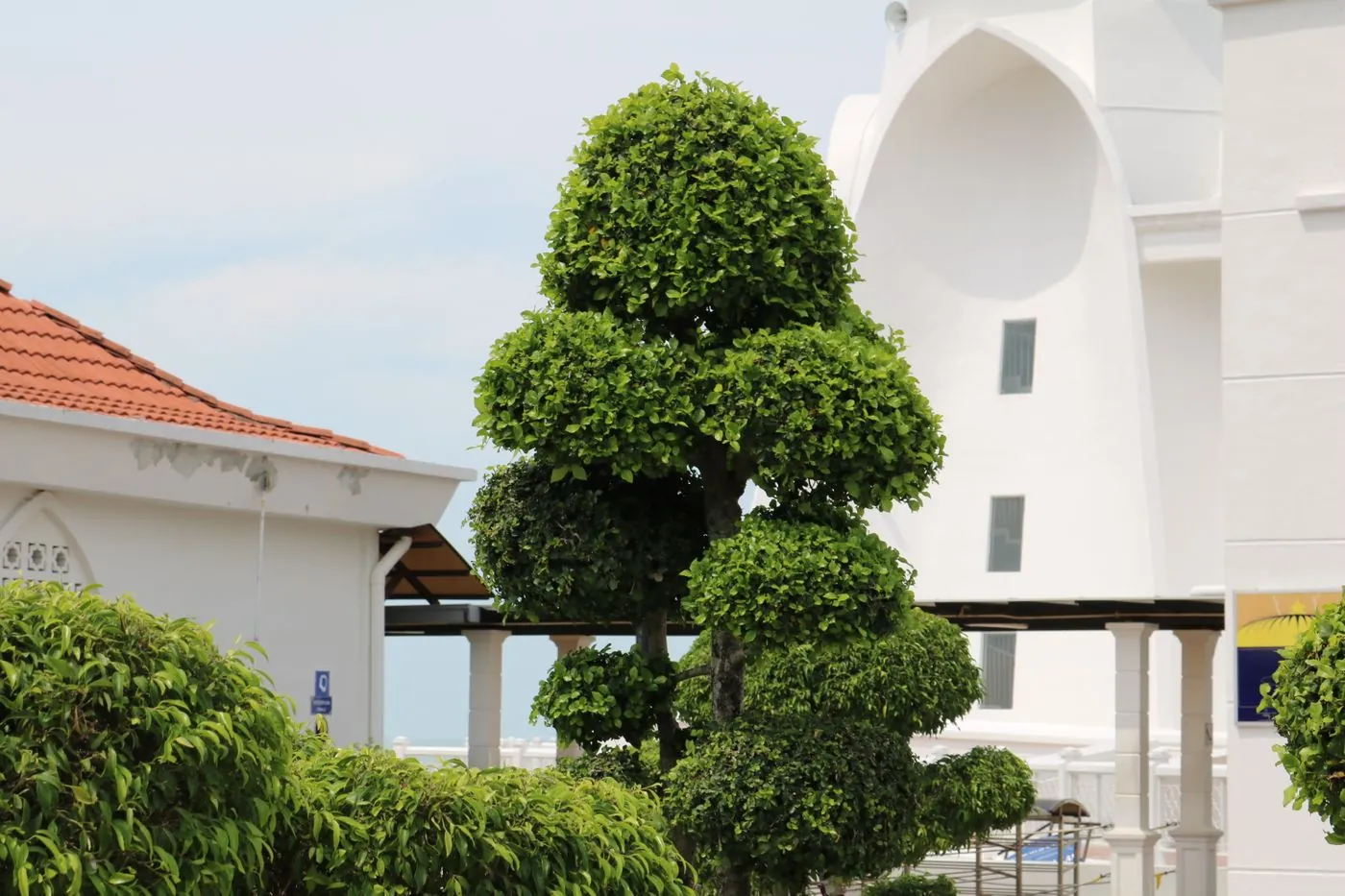 Close-up of a certified climber in a harness pruning a date palm crown in the UAE