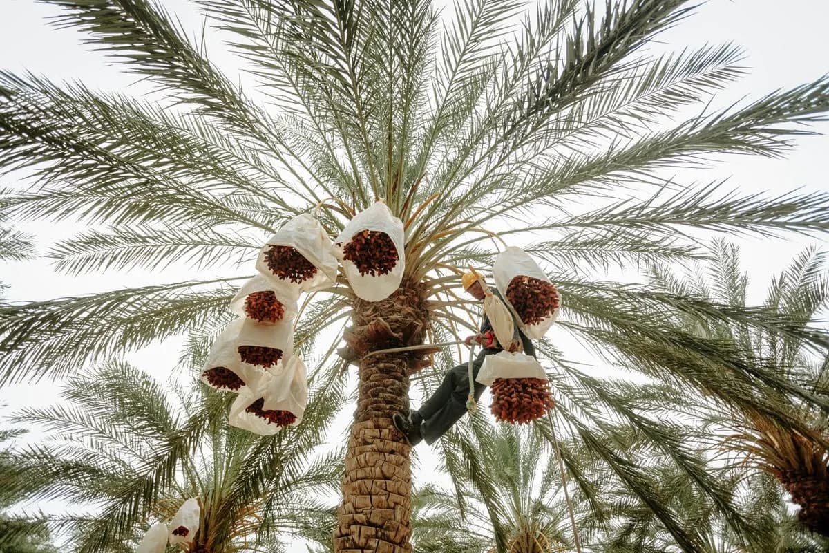 Mature date palms heavy with fruit after crown cleaning and treatment at a Palm Jumeirah villa
