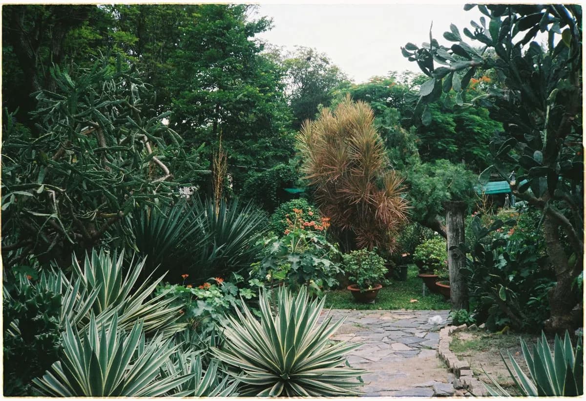 Salt-tolerant desert-style garden with date palms and agave on a Palm Jumeirah beachfront plot