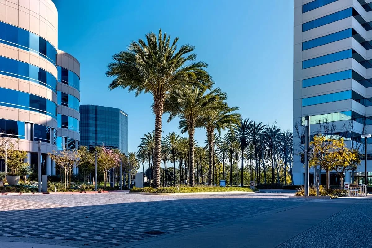 Date palms planted near the hotel towers along the Al Majaz waterfront, Sharjah