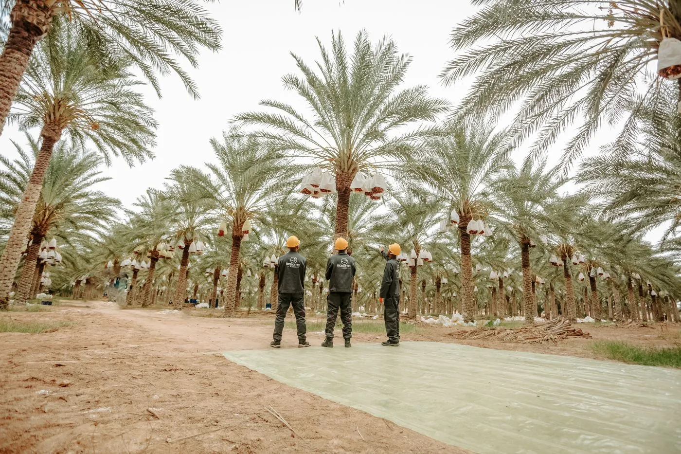 Tall date palms lining the driveway of a Palm Jumeirah villa, freshly trimmed by Absher Landscaping