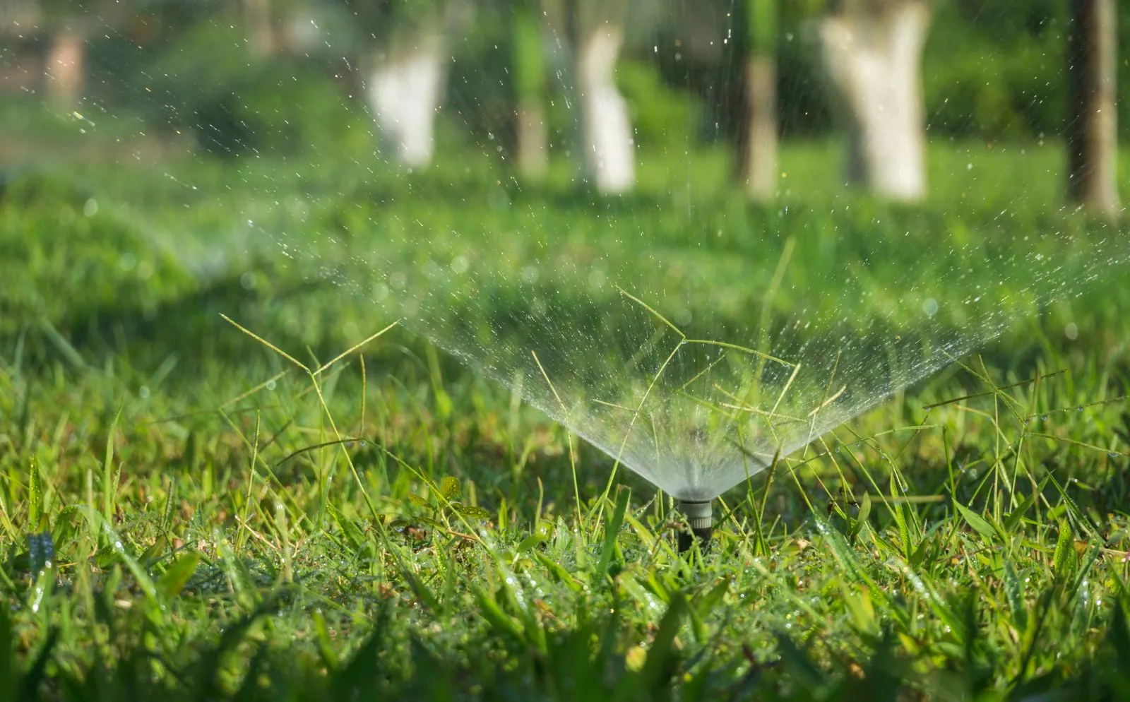 Pop-up lawn sprinkler head spraying water across green grass in a UAE garden