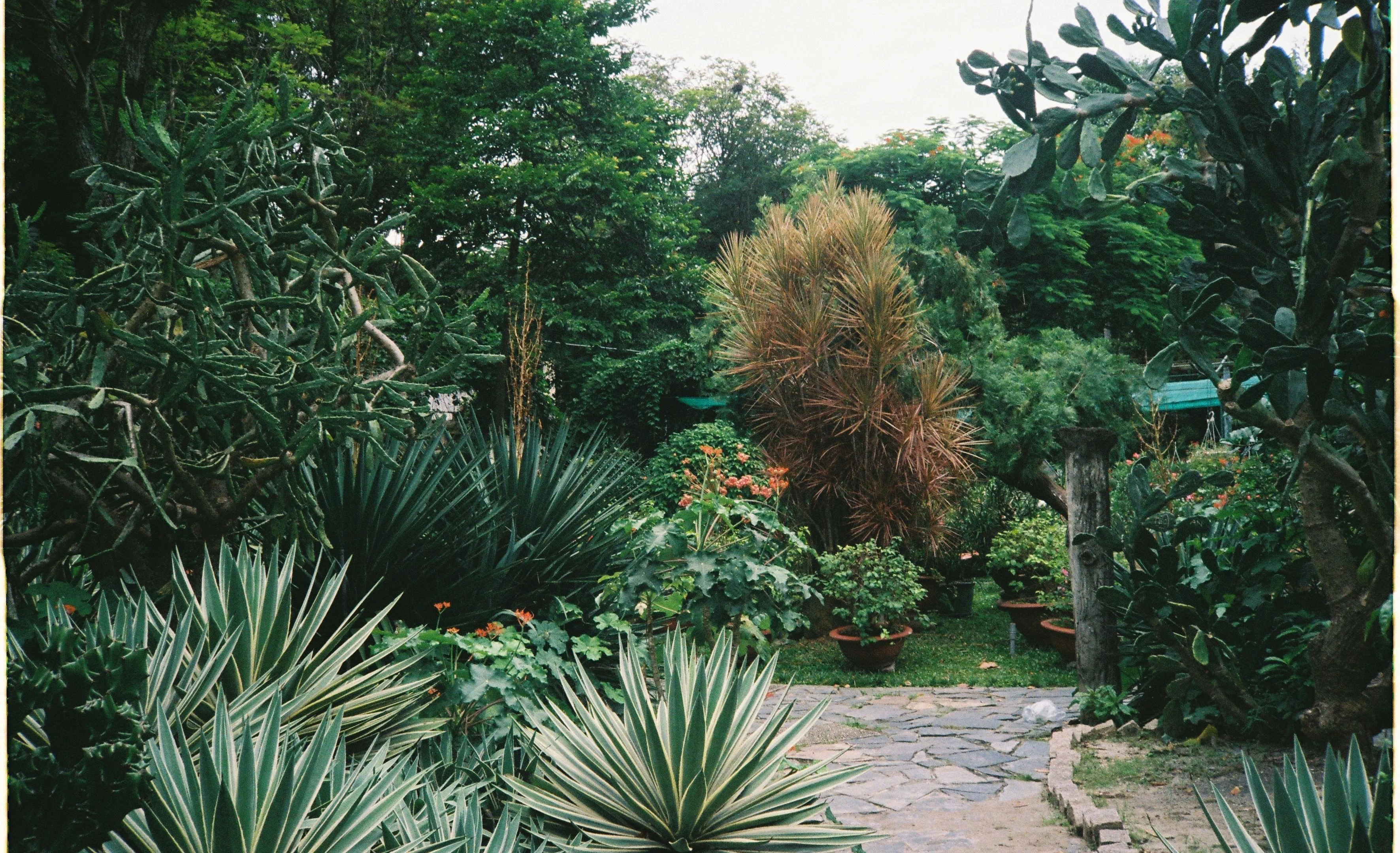 Desert-style garden with palms, agave and stone pathway