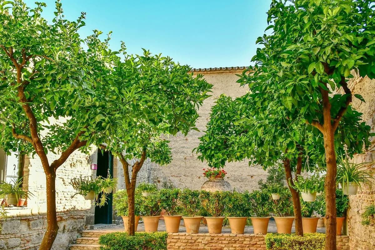 Lemon and lime trees with frangipani in a walled courtyard garden in Ajman